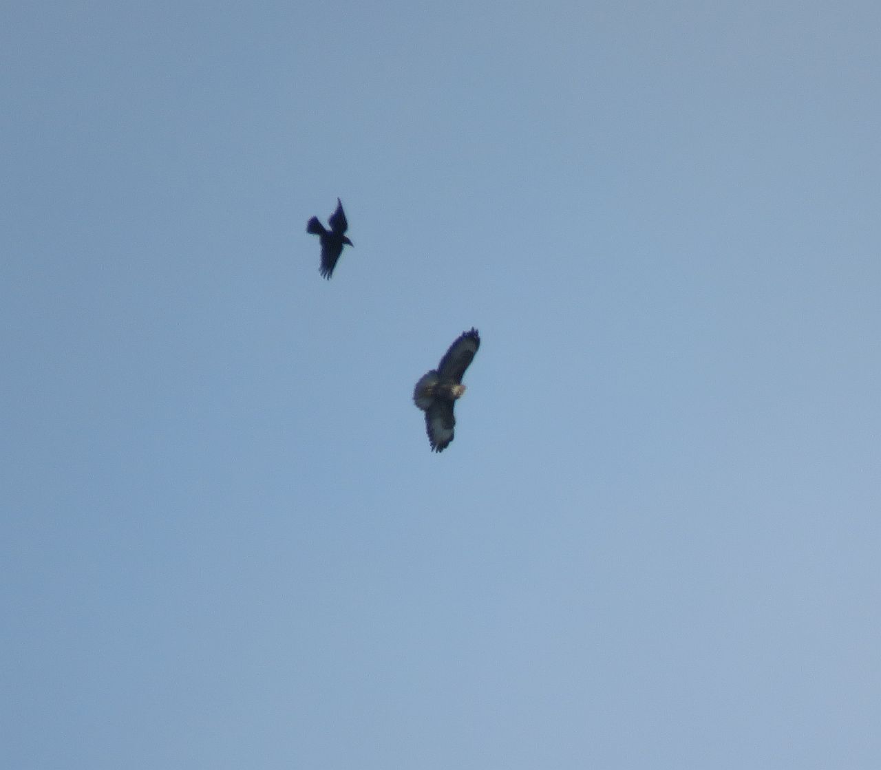   Distant Buzzard and Crow 